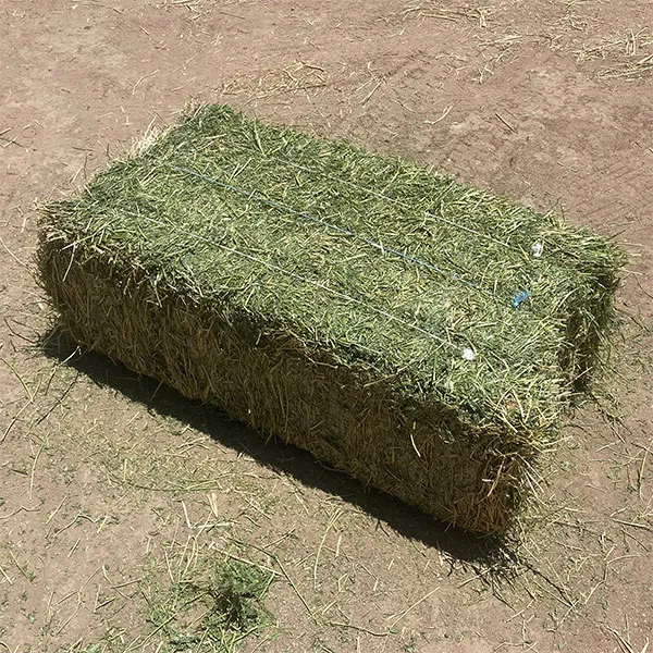 Close-up of dried alfalfa hay with green leaves and stems