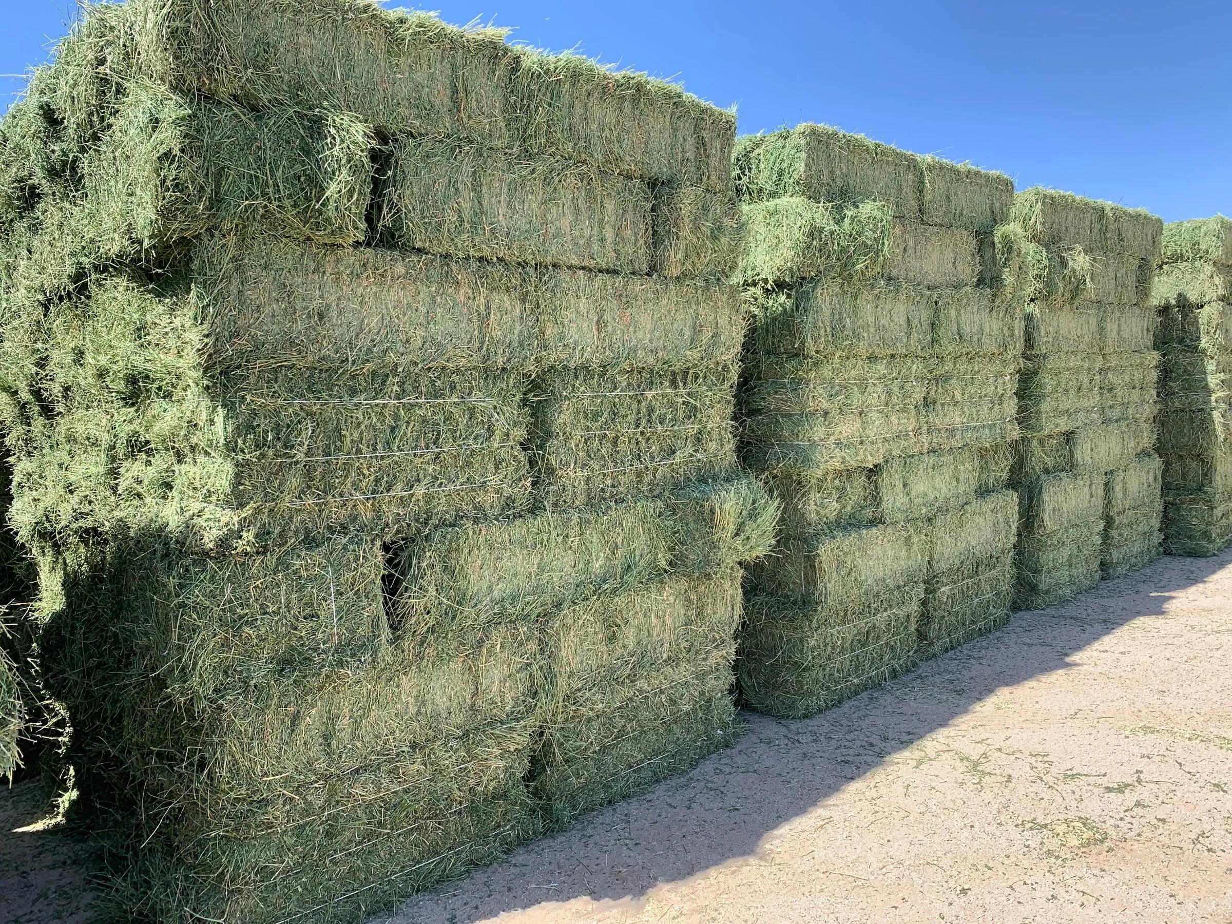 Pressed alfalfa hay bales stacked under a clear blue sky