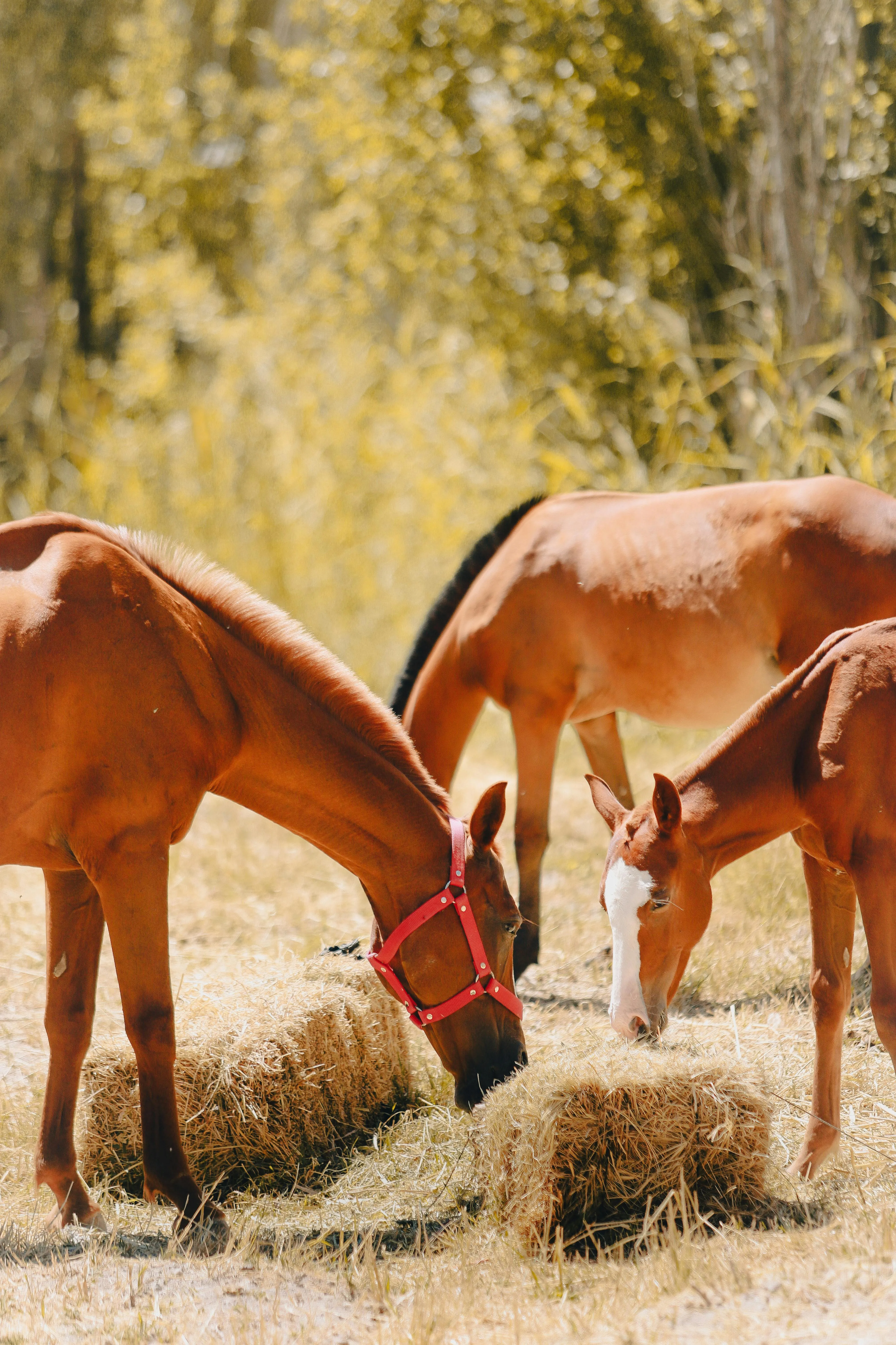 Horses grazing on hay bales in a sunny pasture